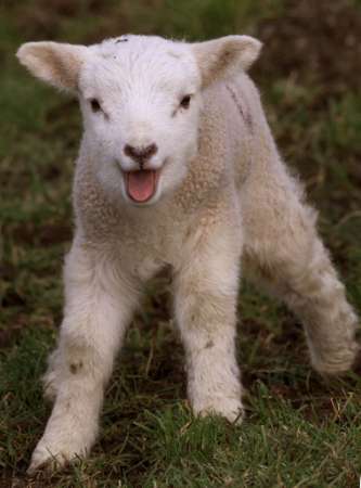 lamb.jpg