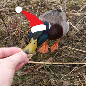 Feeding duck large xmas.png