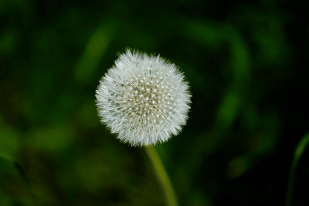 luddig_blomma (1 of 1).png