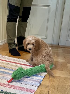 IMG_9770.jpeg