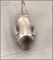 giphy (3).gif