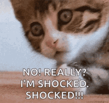kitten-shocked.gif
