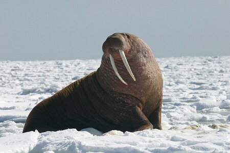 wPacific_Walrus_-_Bull_(8247646168).jpg