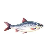 toproll