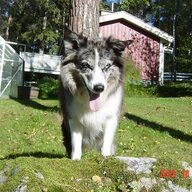 Borsten