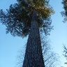 Pinus