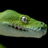 Herpetologen