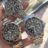 RolexRolex