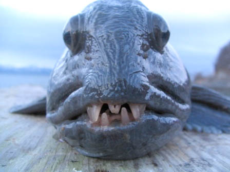 Wolffish1.jpg