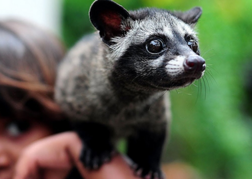 Asian-Palm-Civet-4.jpg