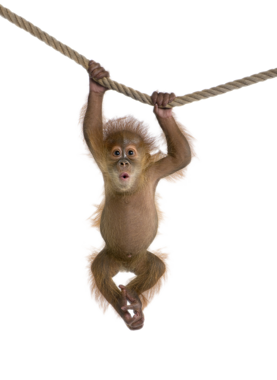 Monkey-Free-Download-PNG.png