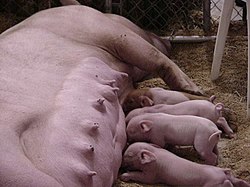 250px-Piglets1.jpg