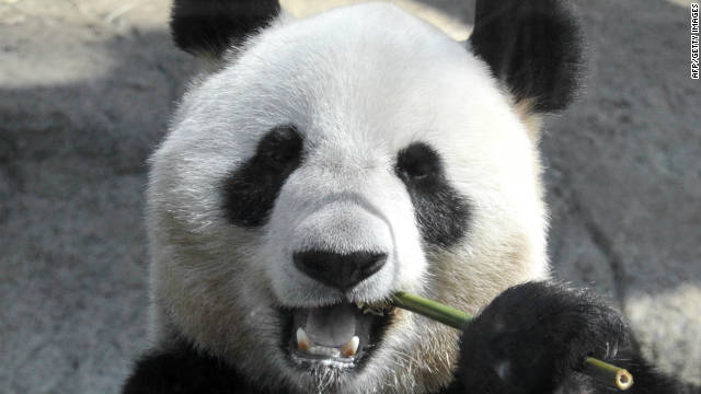 111017060721-giant-panda-bamboo-story-top.jpg