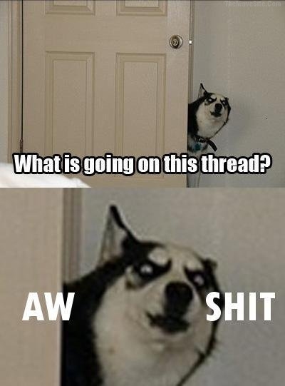 WhatsGoingOnInThisThreadDog.jpg